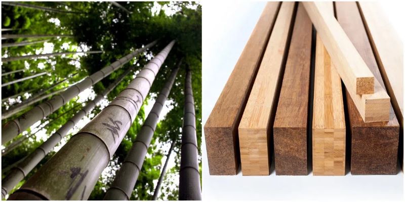 Xenlulozo có tên khác là mùn cưa, vỏ bào, là thành phần chính trong gỗ, nứa, tre,...